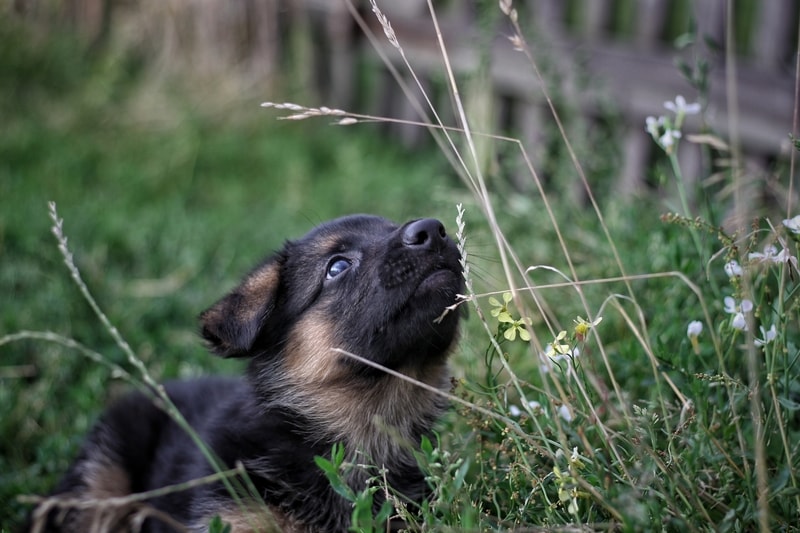 czemu psy jedzą trawę