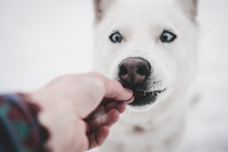 dlaczego psy nie mogą jeść czekolady