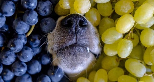 winogrona dla psa