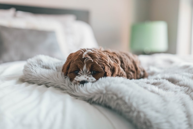 dlaczego pies lubi spać w łóżku
