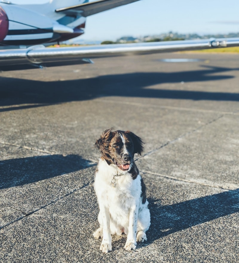 transport psa samolotem