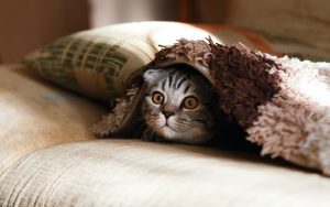 Odrobaczanie kota – jak i kiedy to robić?
