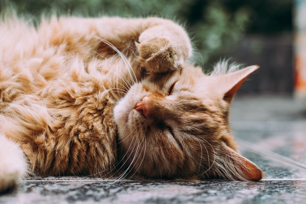 Sterylizacja kotki – wszystko, co musisz wiedzieć
