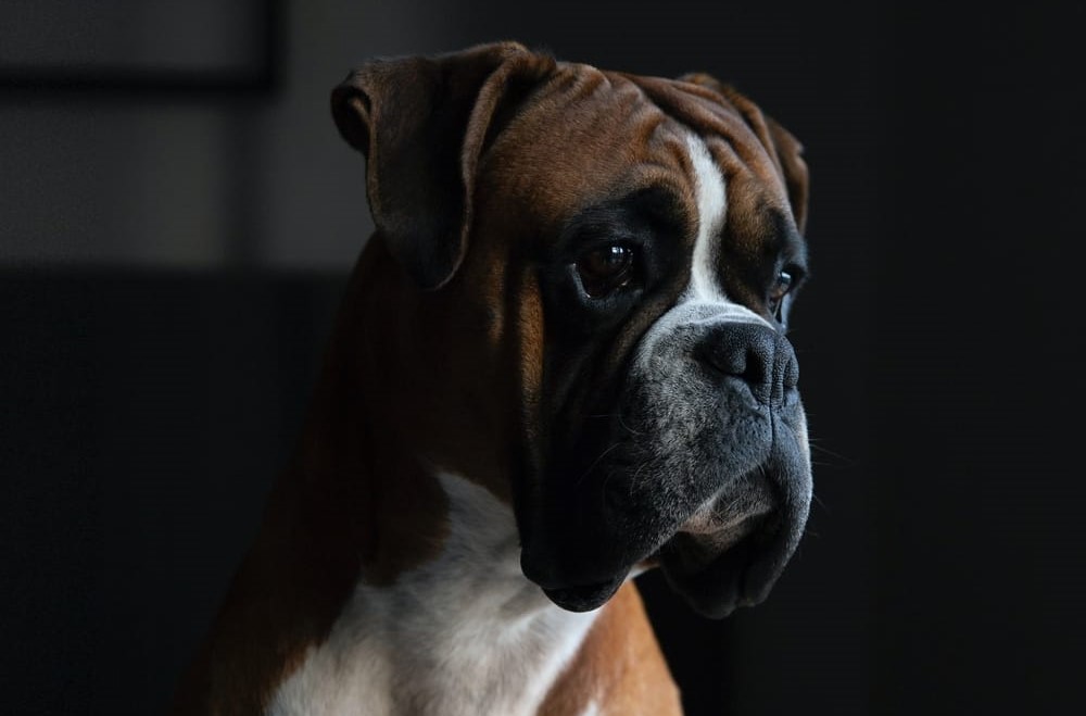 Bokser - pies o walecznym sercu