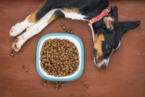 Podgrzewana miska dla psa – czy warto? Jaką wybrać?
