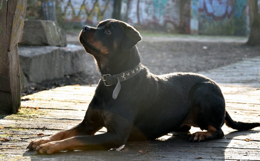 Rottweiler – czy nadaje się do twojego domu?
