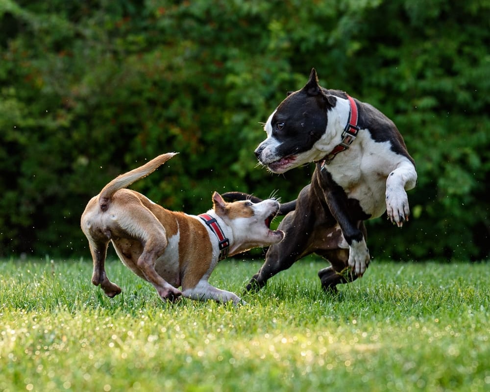 Staffordshire Bull Terrier – szczeniaki i hodowla