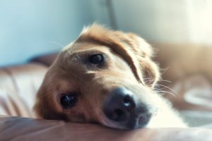 Padaczka u psa – przyczyny, objawy, leczenie