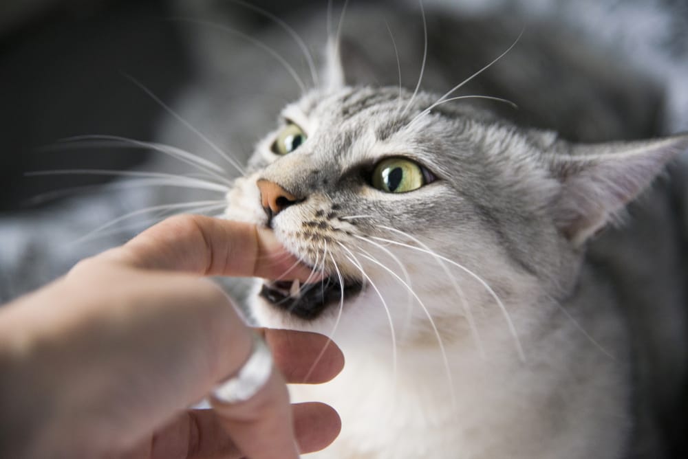 Zakażenie rany i opuchlizna po ugryzieniu kota