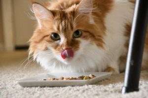 Jak wybrać karmę weterynaryjną dla kota?