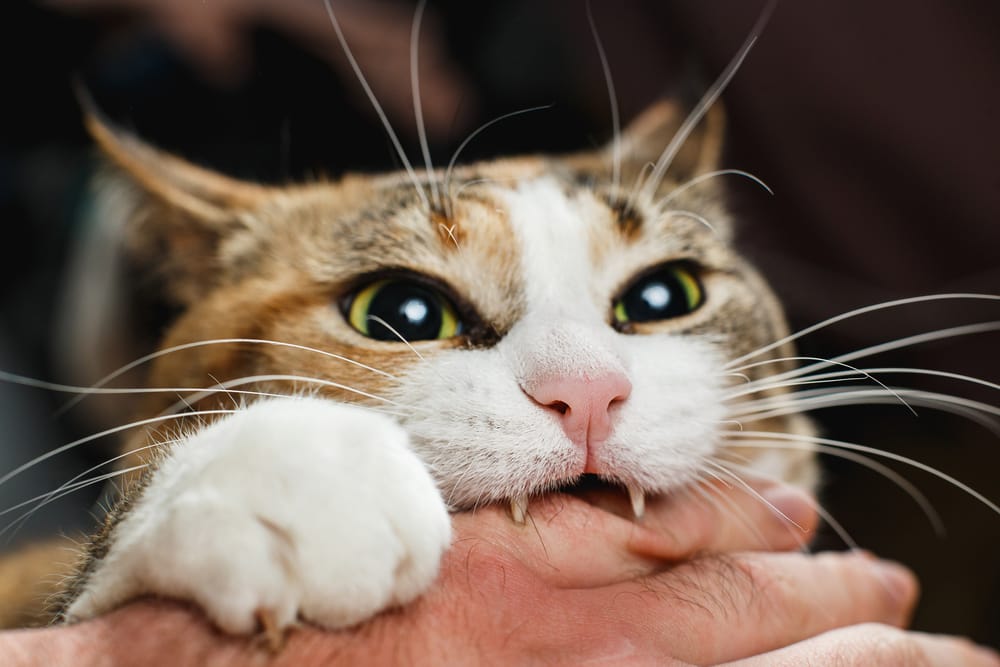 Ugryzienie kota – co zrobić przy opuchliźnie?