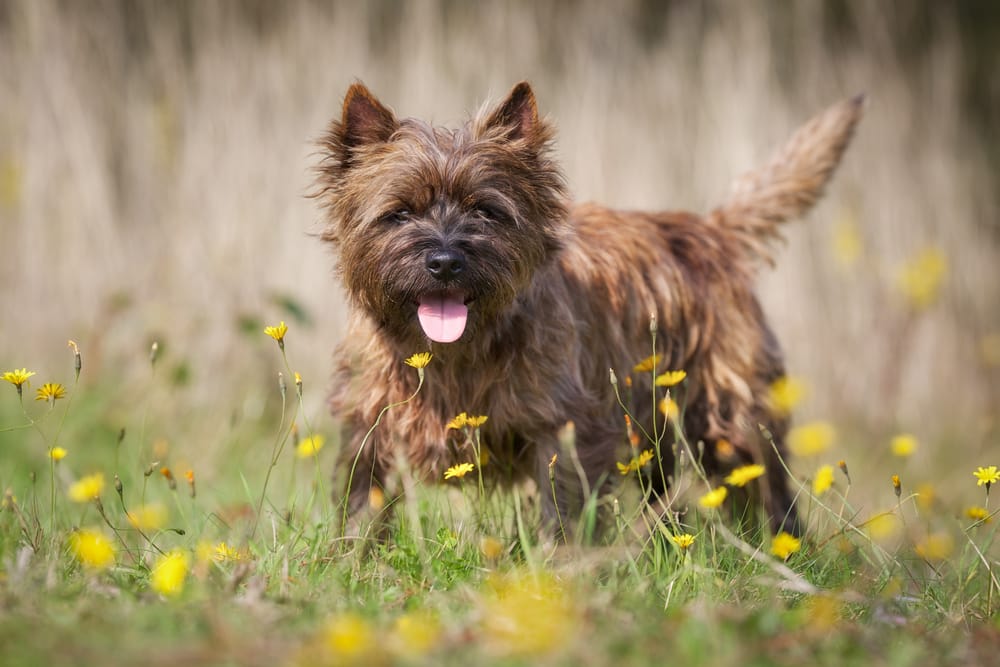 Cairn terrier – idealny pies dla aktywnych w mini rozmiarze