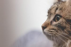 Cukrzyca u kota - wszystko co powinieneś wiedzieć