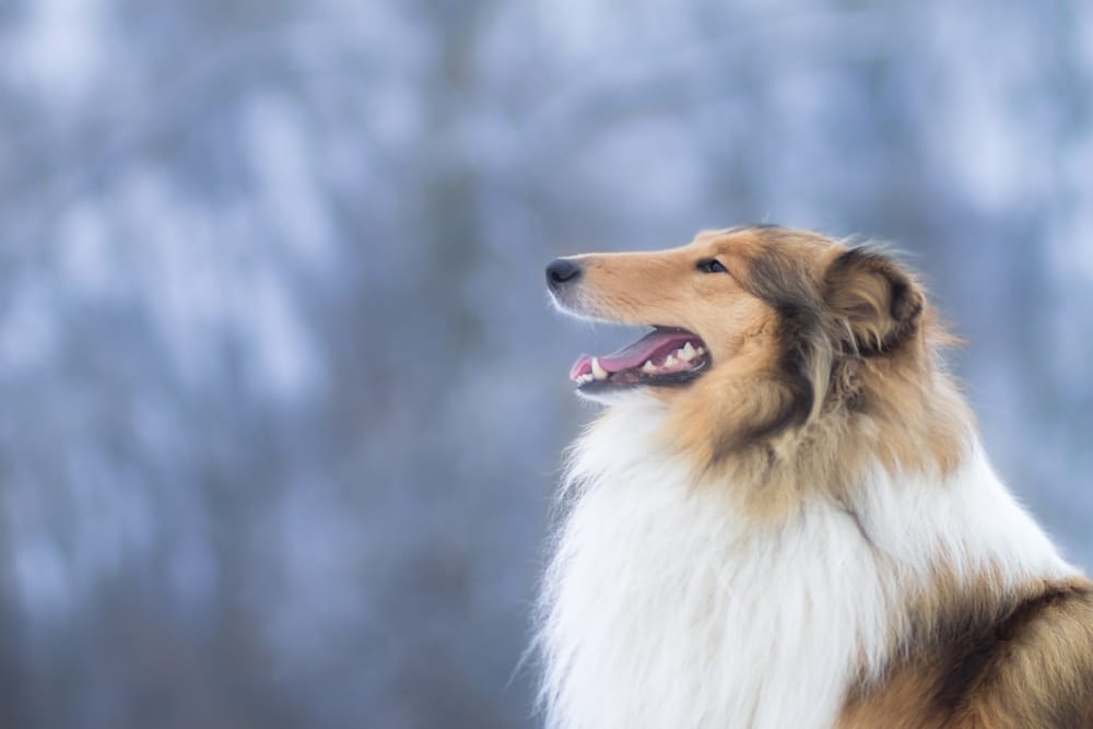 Owczarek szkocki długowłosy – wzorowy pies rodzinny