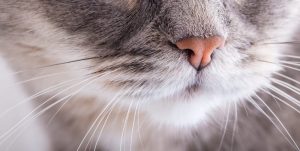 Wibrysy u kota – czyli wąsy kota
