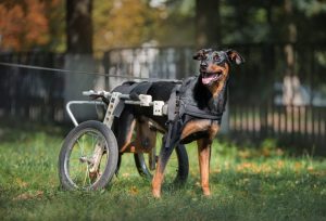 Niepełnosprawny pies – jak można mu pomóc?