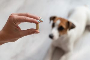 Jaki lek przeciwbólowy dla psa?