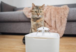 Fontanna dla kota – czy warto kupić poidełko?