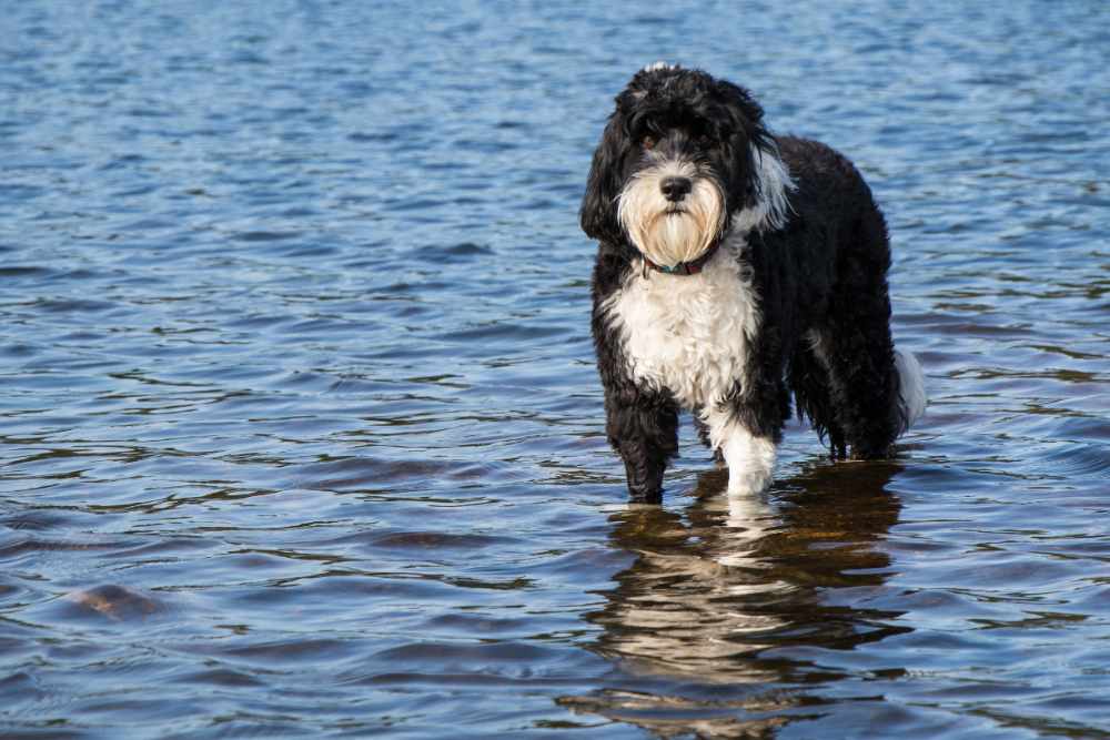 Portugalski pies dowodny – pływak o wielkim sercu