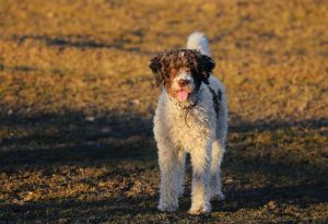 Hiszpański pies dowodny – charakterystyka i opis rasy