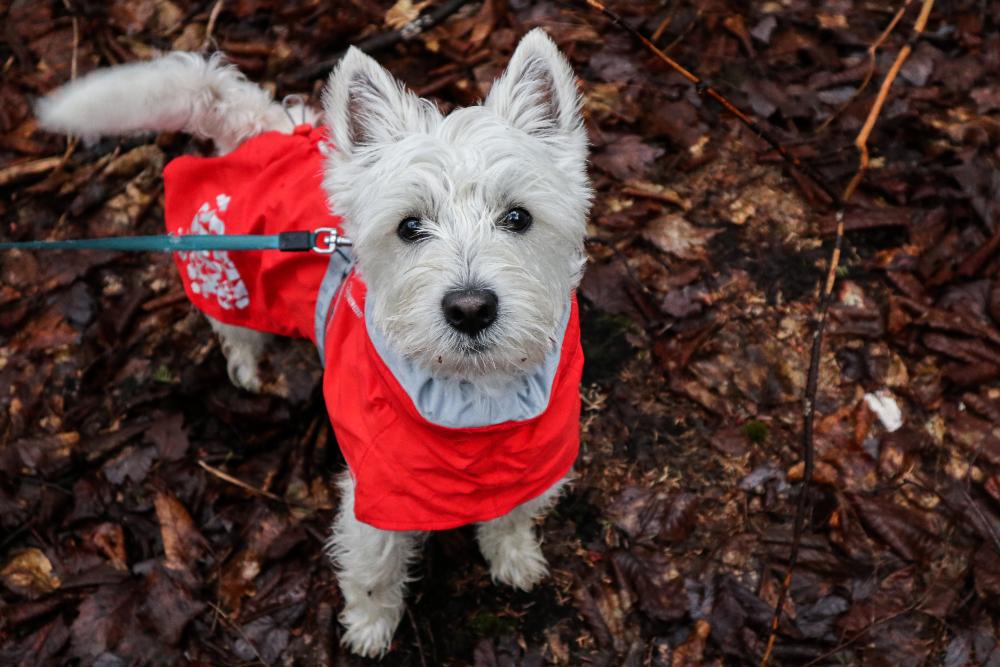 West Highland White Terrier - charakterystyka i opis rasy