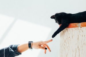 Tipsy dla kota – wady i zalety