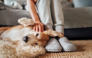 Opieka nad psem – jak zajmować się psem?