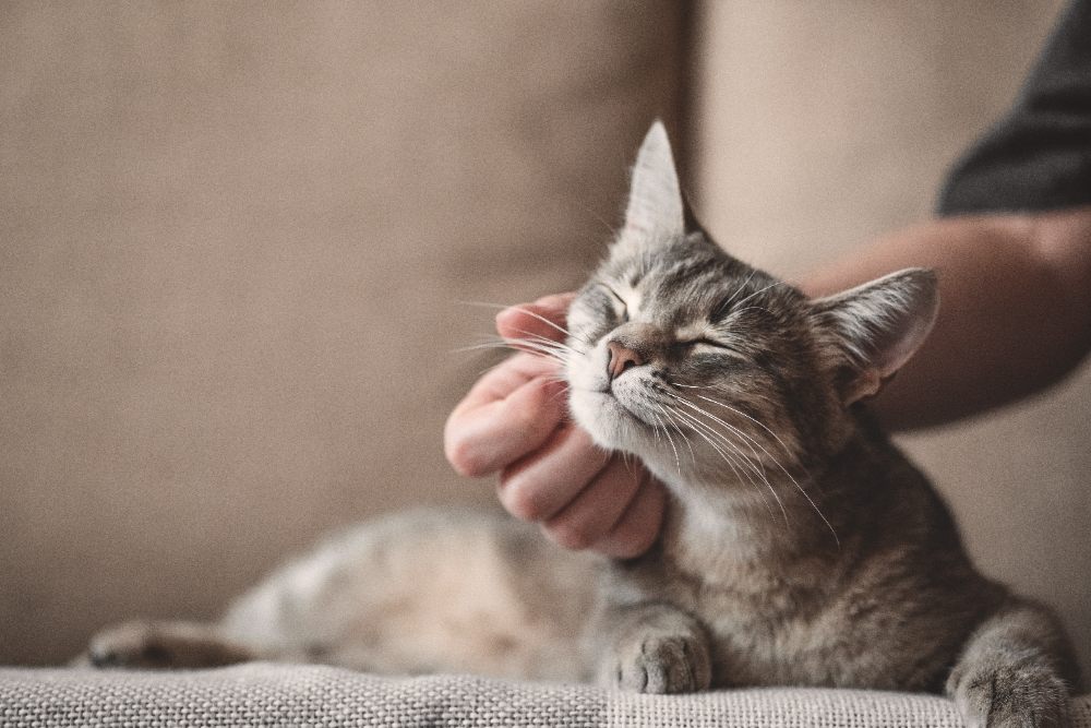 Koty lubią ludzi cichych i spokojnych
