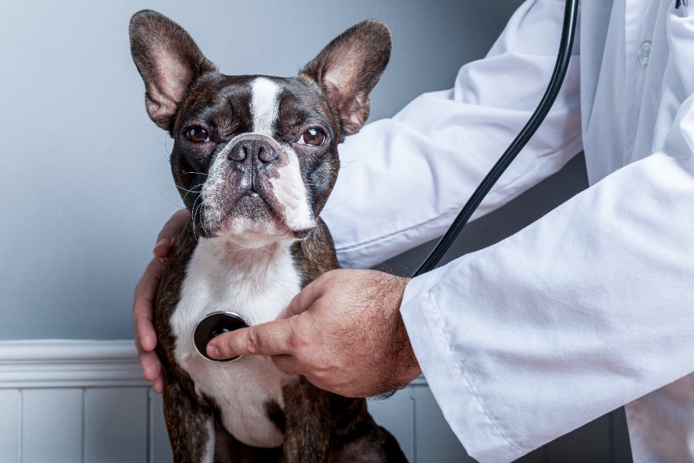 Astma u psa – czyli choroby dróg oddechowych