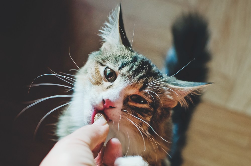 Koci trądzik – rozpoznanie i leczenie