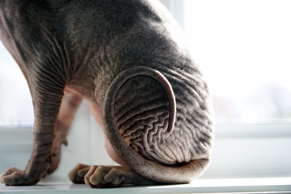 Złamany ogon u kota – co musisz wiedzieć?