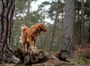 Leiszmanioza u psa - charakterystyka choroby i leczenie