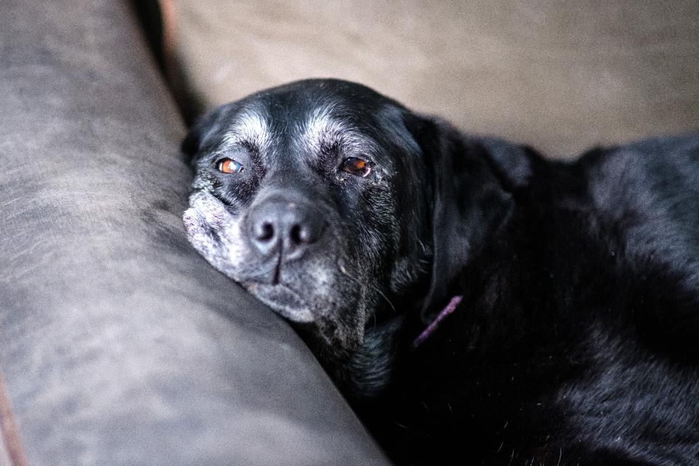 Na czym polega uśpienie psa, czyli eutanazja?