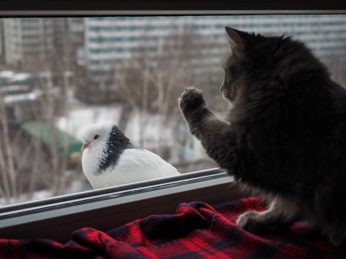 Leczenie ptasiej grypy u kotów